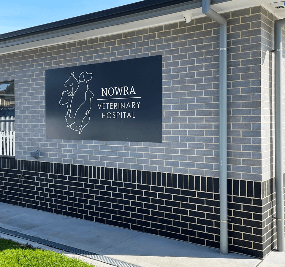 Brand Identity and SEO Website for Veterinary Hospital