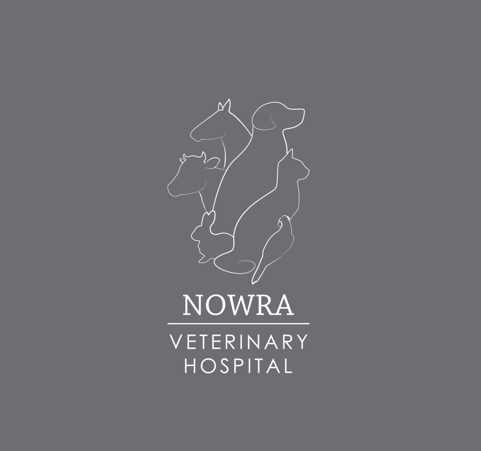 Brand Identity and SEO Website for Veterinary Hospital